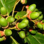 Ocotea dendrodaphne Fruto