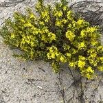 Hudsonia tomentosa Blomst