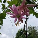 Passiflora tripartita Fiore