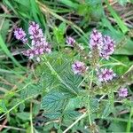 Mentha x piperita Flors