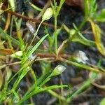 Gypsophila muralis Likasa