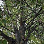 Tilia × europaea Hàbitat