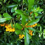 Pyracantha coccinea Hoja