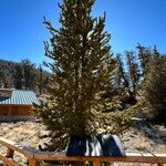 Pinus longaeva Лист