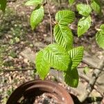 Carpinus orientalis Blad