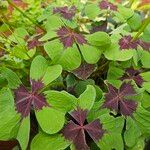 Oxalis tetraphylla 葉