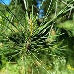 Pinus pineaBlad