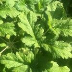 Erodium moschatum Blad