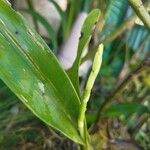 Prosthechea chacaoensis Flower