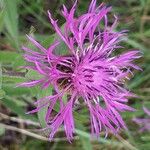 Centaurea nervosa 花