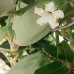 Araujia sericifera Blomst