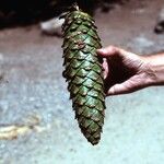 Pinus lambertiana Fruto