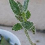 Antirrhinum molle Leaf