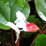 Begonia poculifera Flower