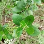 Erithalis fruticosa Fruit