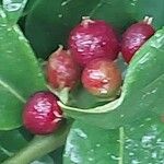 Sarcococca hookeriana Fruit