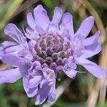 Scabiosa canescens फूल