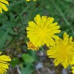 Crepis capillarisFlor