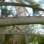 Butia capitata Leaf