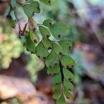 Adiantum venustum Frucht