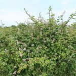 Rubus ulmifolius Hábito