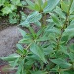 Centranthus ruber Leaf