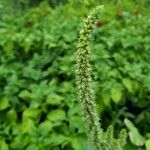 Amaranthus powellii Flower