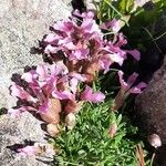 Saponaria pumila Flower