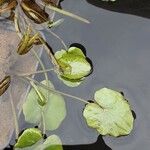 Nymphoides peltata Blad