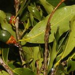 Ocotea veraguensis Leaf