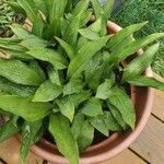 Aspidistra lurida List