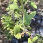 Teucrium flavum Blatt