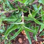 Pentanisia ouranogyne Leaf
