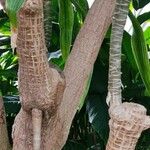 Dracaena steudneri Habitus