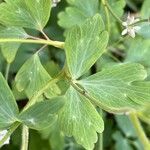 Aquilegia pubescens Leaf