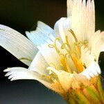 Hieracium albiflorum Blüte