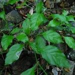 Plumbago zeylanica Habit
