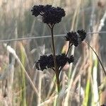 Juncus ensifolius Fruto