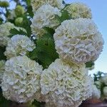 Viburnum macrocephalumЦветок