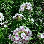 Phlox paniculata موطن