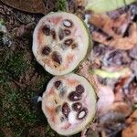 Jacaratia spinosa Fruto