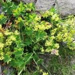 Alchemilla glabra ফুল