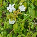 Plumbago zeylanica Flower