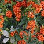 Pyracantha angustifolia Ffrwyth