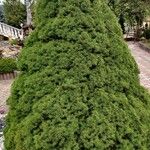 Picea laxa Folha