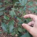 Psychotria suterella Fruto