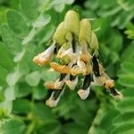 Astragalus penduliflorus മറ്റ്