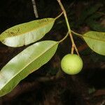 Calophyllum brasiliense Fruit