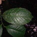 Guatteria ouregou Leaf