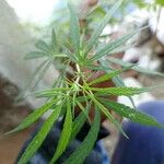 Cannabis sativaDeilen